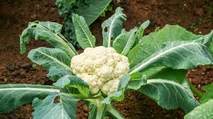 How to Grow Cauliflower How to Grow Cauliflower