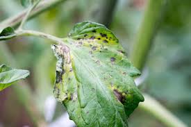 Tomato Spotted Wilt Virus: Description, Damages Caused, Control and Preventive Measures