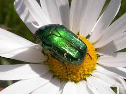 Rose Chafer: Description, Damages Caused, Control and Preventive Measures