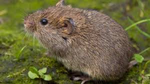 Voles: Description, Damages Caused, Control and Preventive Measures Voles: Description, Damages Caused, Control and Preventive Measures