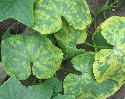 Cucumber Mosaic Virus: Description, Damages Caused, Control and Preventive Measures