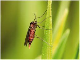 Hessian Fly: Description, Damages Caused, Control and Preventive Measures Hessian Fly: Description, Damages Caused, Control and Preventive Measures