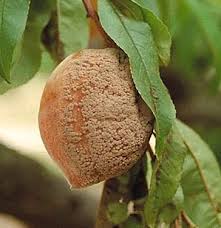 Brown Rot (stone fruit disease): Description, Damages Caused, Control and Preventive Measures