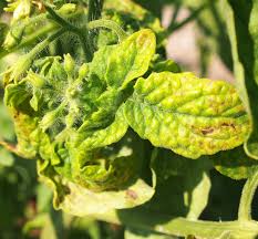 Tomato Yellow Leaf Curl Virus: Description, Damages Caused, Control and Preventive Measures