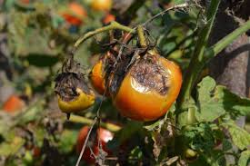 Late Blight (Potato and Tomato): Description, Damages Caused, Control and Preventive Measures