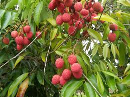 Lychees: History, Nutrition, Health Benefits and Growing Guide Lychees: History, Nutrition, Health Benefits and Growing Guide