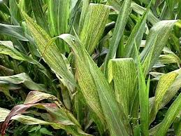 Maize Streak Virus: Description, Damages Caused, Control and Preventive Measures