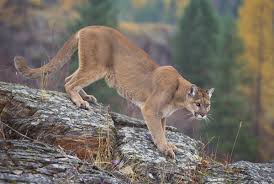 Mountain Lions (cougars): Description, Damages Caused, Control and Preventive Measures