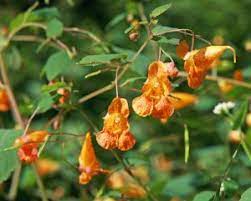 15 Medicinal Health Benefits Of Jewelweed (Impatiens capensis)