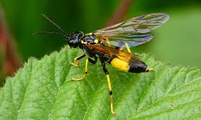 Sawflies: Description, Damages Caused, Control and Preventive Measures Sawflies: Description, Damages Caused, Control and Preventive Measures