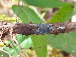 Charcoal Rot: Description, Damages Caused, Control and Preventive Measures
