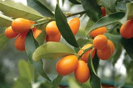 Kumquats: History, Nutrition, Health Benefits and Growing Guide 