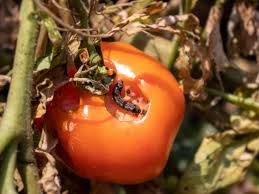 Tomato Pinworm: Description, Damages Caused, Control and Preventive Measures Tomato Pinworm: Description, Damages Caused, Control and Preventive Measures