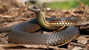 Snakes (venomous snakes): Description, Damages Caused, Control and Preventive Measures