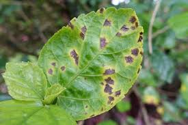 Bacterial Leaf Spot: Description, Damages Caused, Control and Preventive Measures