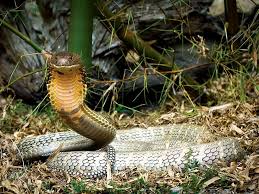 Snakes (venomous snakes): Description, Damages Caused, Control and Preventive Measures