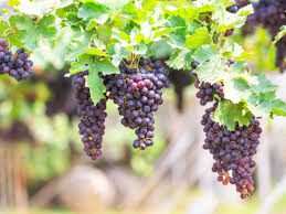 Grapes: History, Nutrition, Health Benefits and Growing Guide