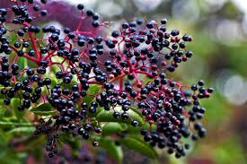 Elderberries: History, Nutrition, Health Benefits and Growing Guide 