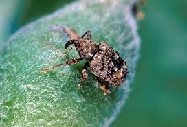 Plum Curculio: Description, Damages Caused, Control and Preventive Measures Plum Curculio: Description, Damages Caused, Control and Preventive Measures