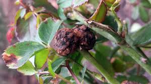 Crown Gall: Description, Damages Caused, Control and Preventive Measures