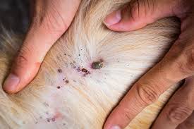Fleas: Description, Damages Caused, Control and Preventive Measures Fleas: Description, Damages Caused, Control and Preventive Measures
