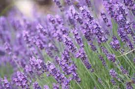 8 Medicinal Health Benefits Of Lavender (Lavandula angustifolia)