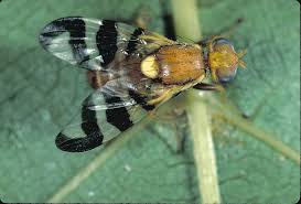 Walnut Husk Fly: Description, Damages Caused, Control and Preventive Measures