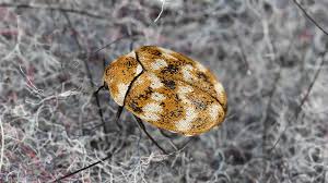 Carpet Beetles: Description, Damages Caused, Control and Preventive Measures Carpet Beetles: Description, Damages Caused, Control and Preventive Measures