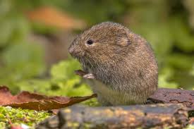 Voles: Description, Damages Caused, Control and Preventive Measures Voles: Description, Damages Caused, Control and Preventive Measures