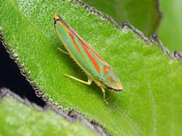 Leafhoppers: Description, Damages Caused, Control and Preventive Measures
