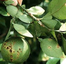 Citrus Canker: Description, Damages Caused, Control and Preventive Measures