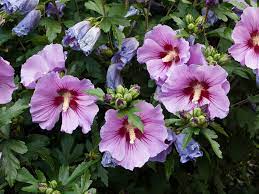 17 Medicinal Health Benefits Of Hibiscus syriacus (Rose of Sharon)