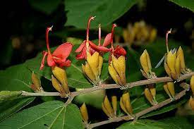19 Medicinal Health Benefits Of Helicia nilagirica (Indian Screw Tree)