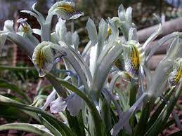 17 Medicinal Health Benefits Of Iris narbutii (Narbut's Iris)