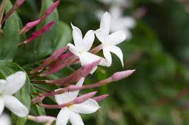 10 Medicinal Health Benefits Of Jasminum officinale (Common Jasmine)