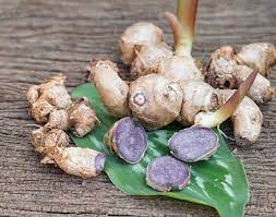 18 Medicinal Health Benefits Of Kaempferia Parviflora (Thai Ginseng)