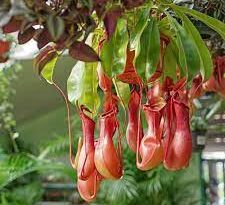 17 Medicinal Health Benefits Of Nepenthes distillatoria (Nepenthes alata)