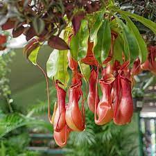 17 Medicinal Health Benefits Of Nepenthes distillatoria (Nepenthes alata)