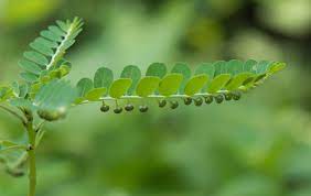 18 Medicinal Health Benefits Of Phyllanthus niruri (Chanca Piedra)