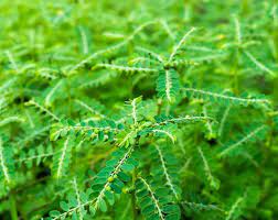 17 Medicinal Health Benefits Of Phyllanthus amarus (Stonebreaker)