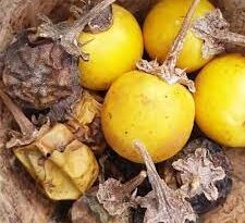 18 Medicinal Health Benefits Of Yellow-fruit Nightshade (Kantakari)