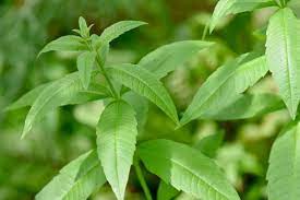 16 Medicinal Health Benefits Of Aloysia citrodora (Lemon Beebrush)