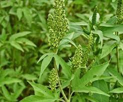 16 Medicinal Health Benefits Of Ambrosia arborescens (Giant Ragweed)