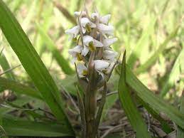 18 Medicinal Health Benefits Of Zeuxine strateumatica (Soldier Orchid)