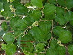 15 Medicinal Health Benefits Of Ziziphus rugosa (Indian Jujube)