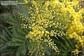 15 Medicinal Health Benefits Of Acacia decurrens (Black Wattle)