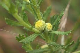 16 Medicinal Health Benefits Of Centipeda cunninghamii (Common Sneezeweed)