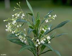 16 Medicinal Health Benefits Of Duboisia myoporoides (Corkwood)
