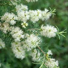 16 Medicinal Health Benefits Of Melaleuca alternifolia (Tea Tree)