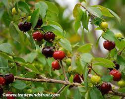 16 Medicinal Health Benefits Of Syzygium suborbiculare (Bush Cherry)